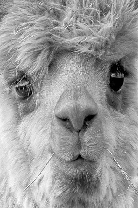 Alpaca