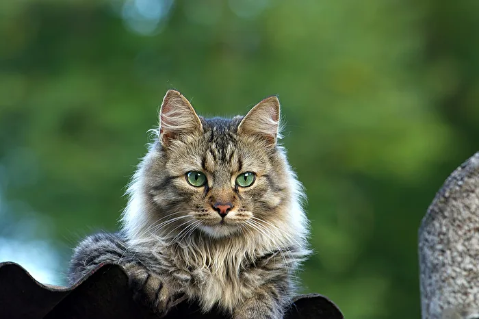 Katze aus Nachbars Garten
