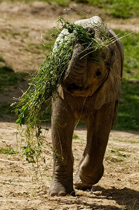 Young Elephant