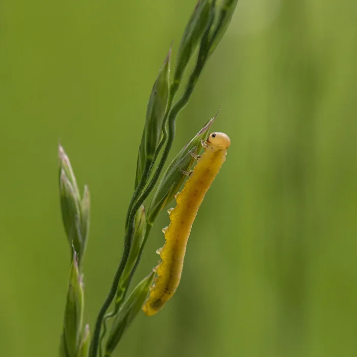 Little Caterpillar..