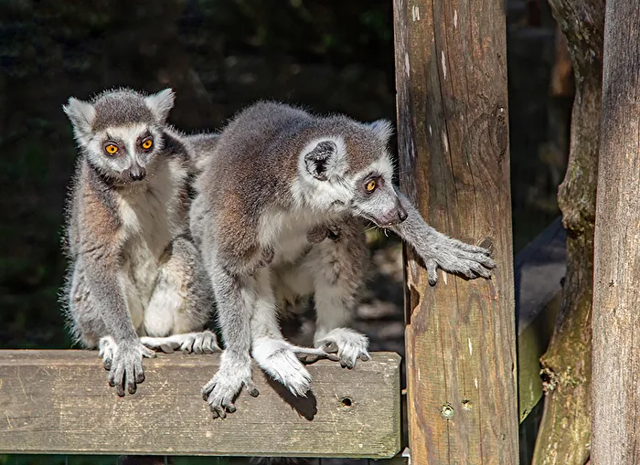 TT Lemurs - Ring-tailed Lemur - Mother with Infant