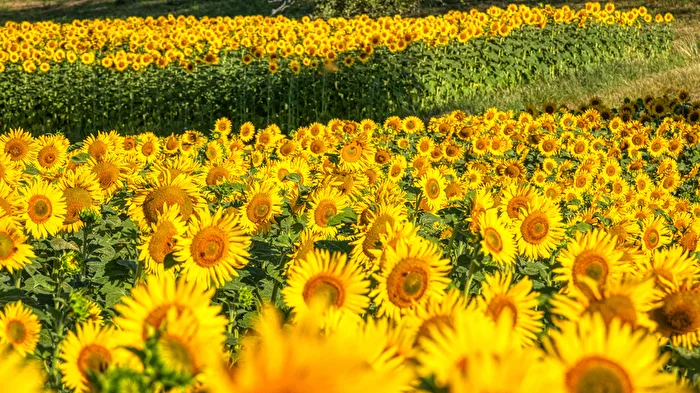 Sonnenblumen