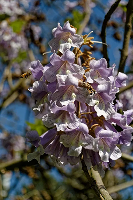 Blue Jacaranda / Emperor Tree