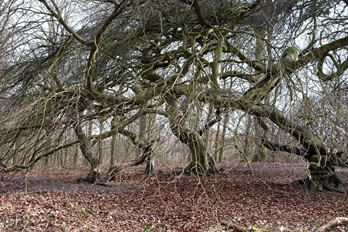 Stunted pines in the Witch Forest near Sassnitz/Rügen