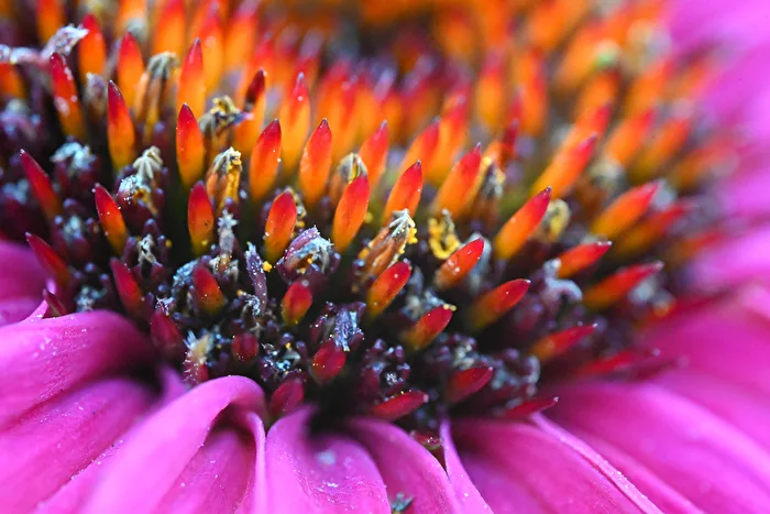 Blüte Sonnenhut