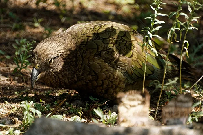 Kea