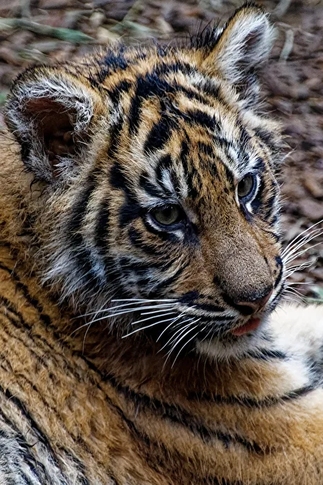 young tiger