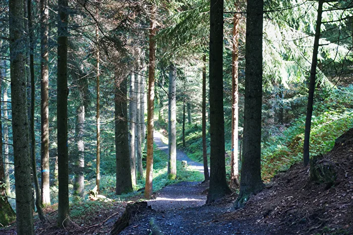 Wald