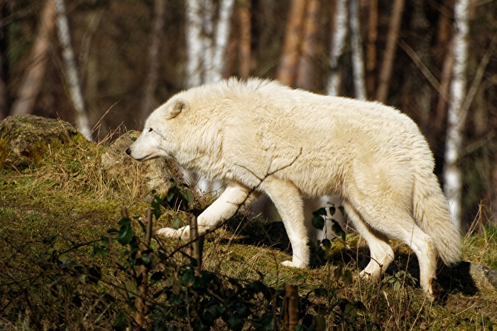 Polarwolf