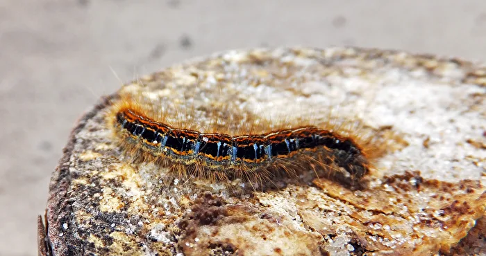 ein Krabbeltier