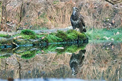 Der Bussard in NL Holten eine Vogelhutte