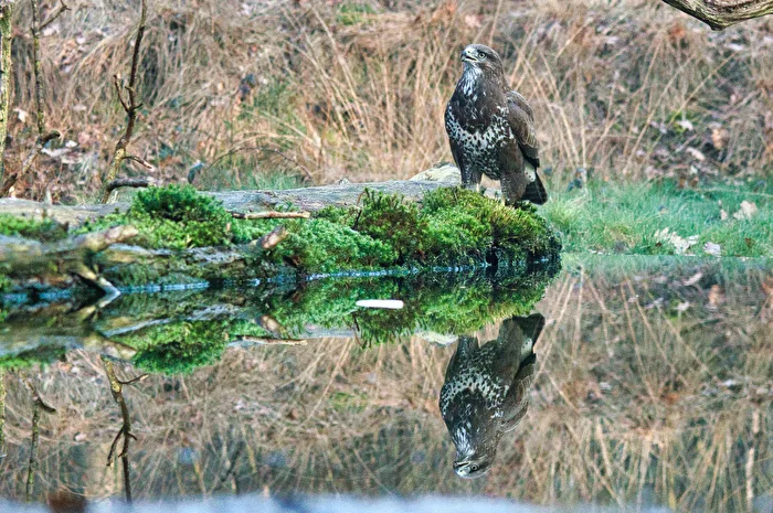 The buzzard in NL Holten a bird hide
