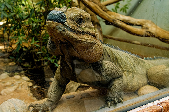 Nashornleguan