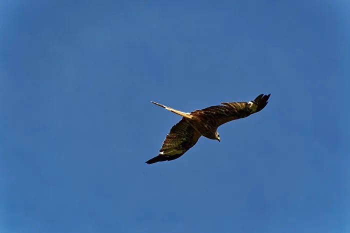 Red Kite