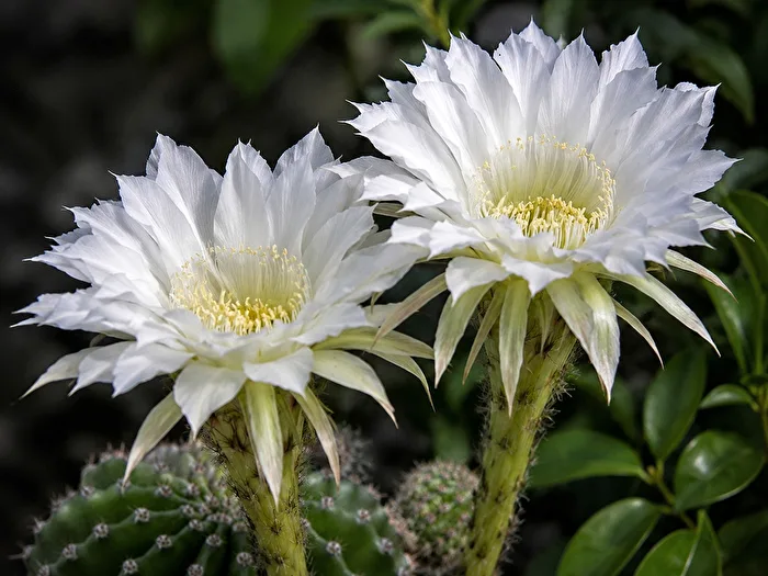 Echinopsis - Farmer cactus - The queen of the night