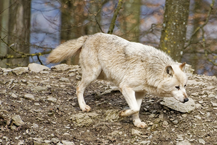 Timberwolf