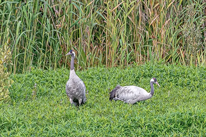 Crane pair