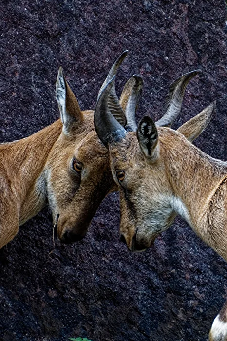 Ibexes