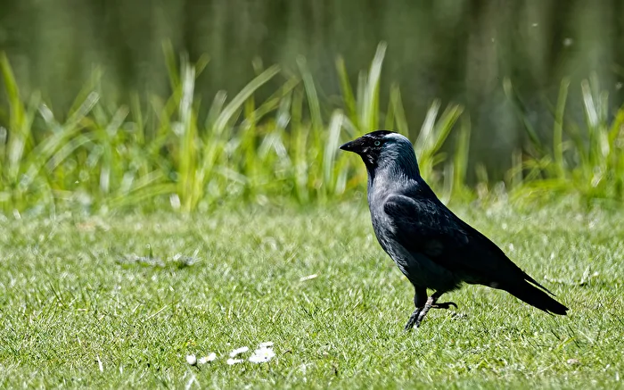 Dohle (Corvus monedula)