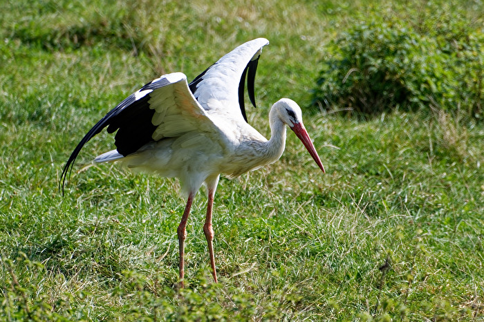 Storch
