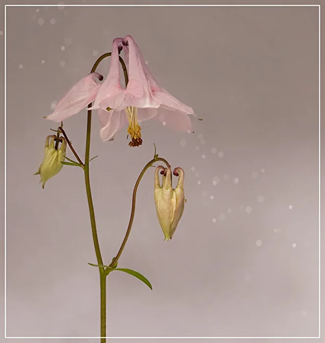 L'Aquilegia