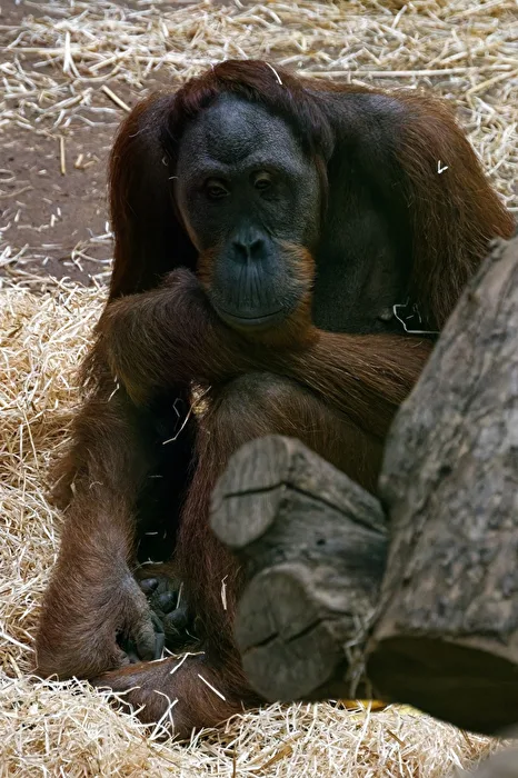 Orang-Utan