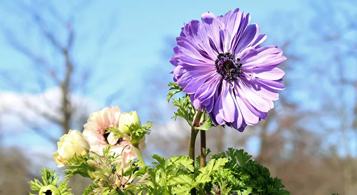 Flower in the Wind