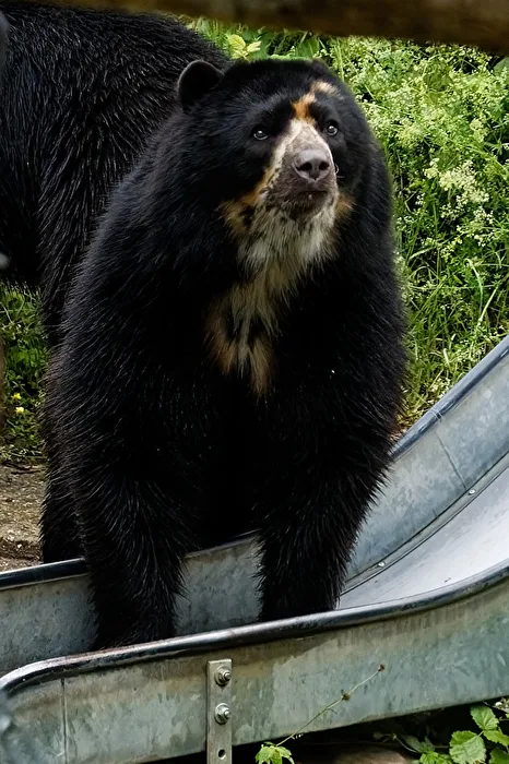 Spectacled Bear
