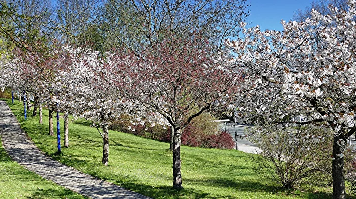 Blütenzauber