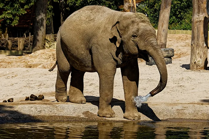 Elephant