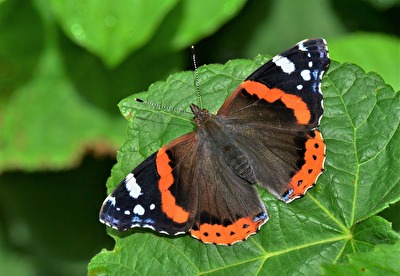 " Immer wieder schön "