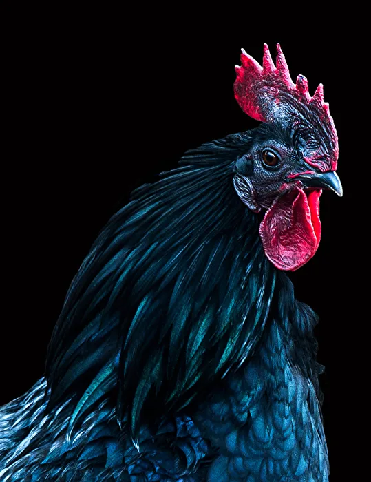 Rooster Portrait