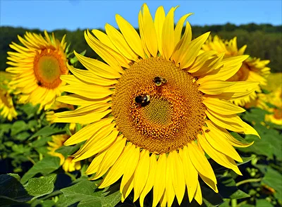 Sonnenblume