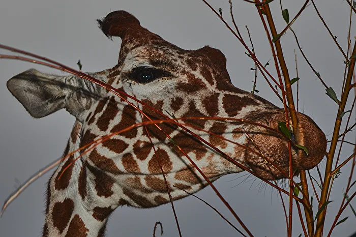 giraffen porträt