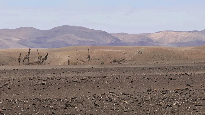 Desert Giraffes
