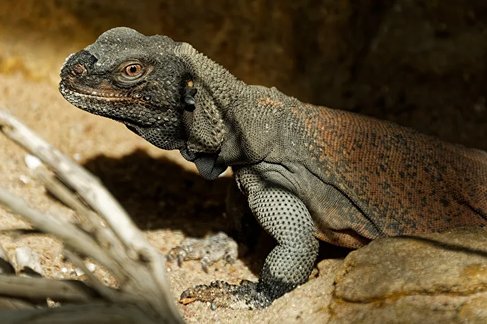 Chuckwalla