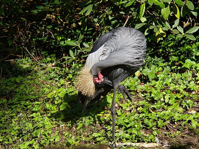 Vögel