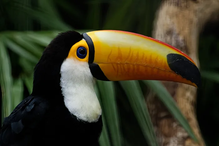 Grande Tucano