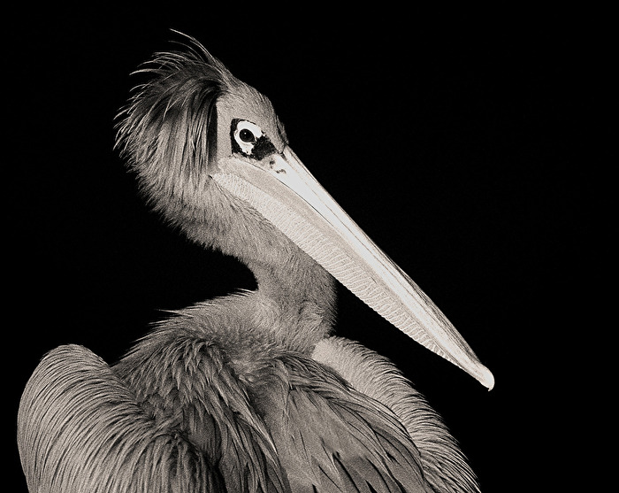 PELIKAN
