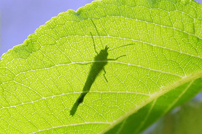 Schmetterling im Schatten