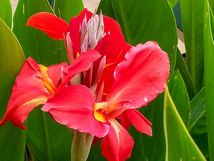 Indisches Blumenrohr - Indian Canna