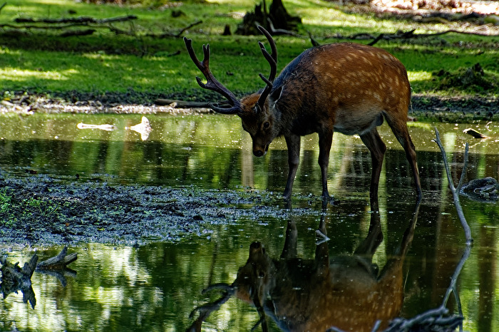 Sikahirsch
