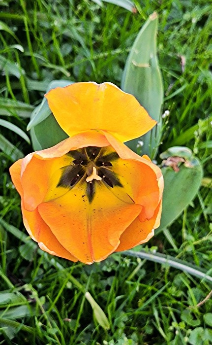 Tulpe mit der Farbe eines Sonnenuntergangs