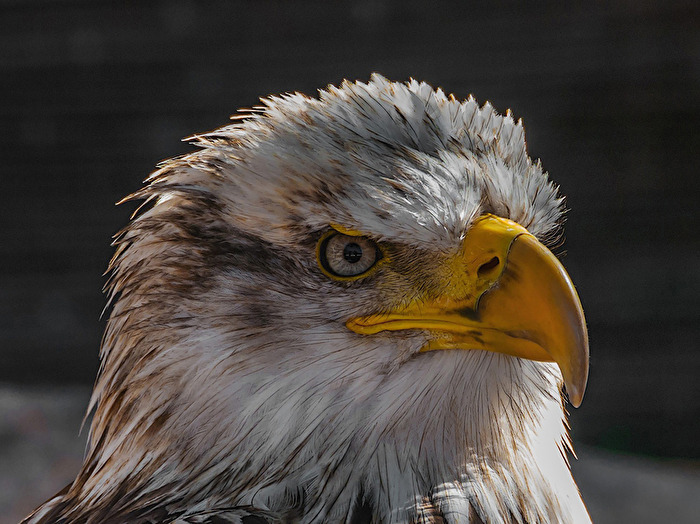Weißkopfseeadler