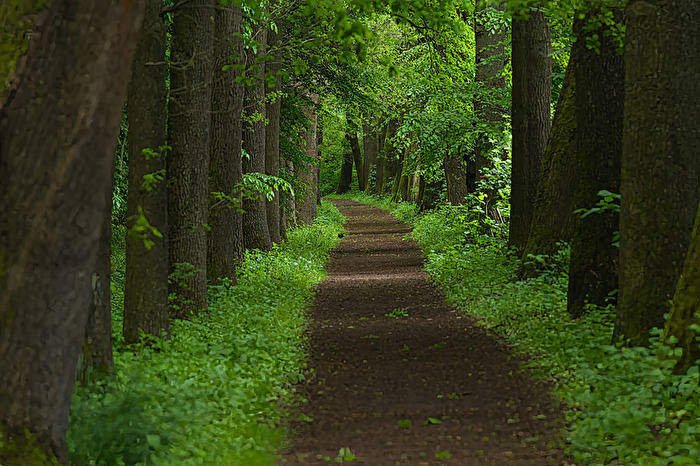 Allee in den Rhäden