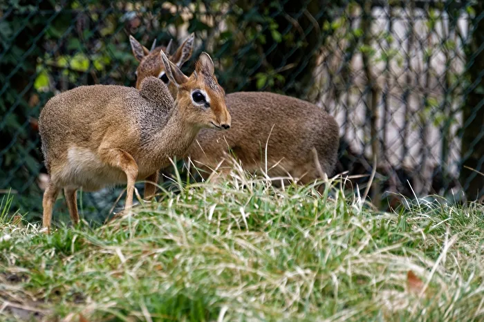 Kirk Dik Dik