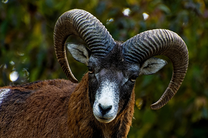 Mufflon
