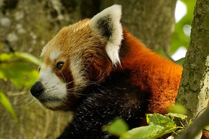 Roter Panda