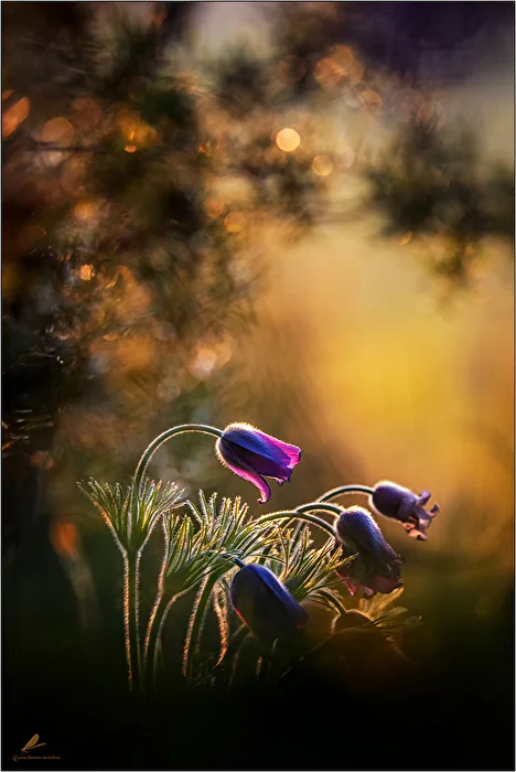 Morning on the juniper heath - Pasque flowers