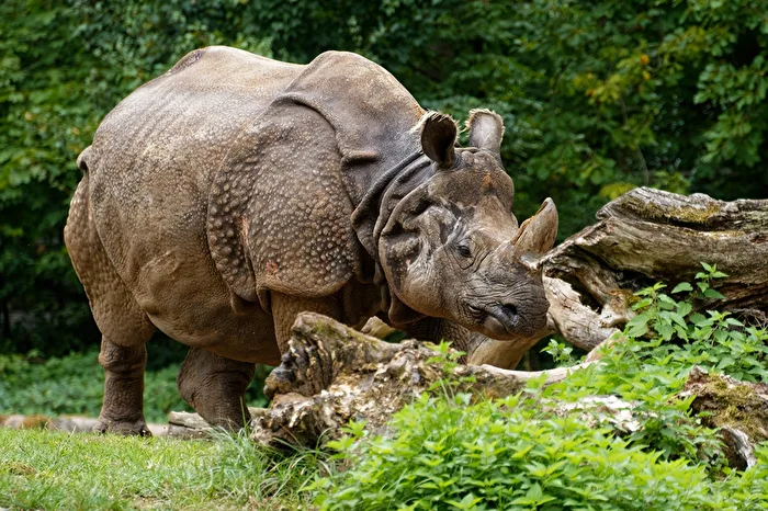 Nashorn